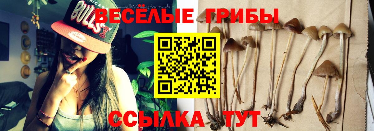 Сунжа  Галлюциногенные грибы MAGIC MUSHROOMS  Вход с VPN 
